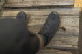 SHIMANO Zapatillas SHAM903 negro